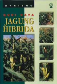 BUDIDAYA JAGUNG HIBRIDA